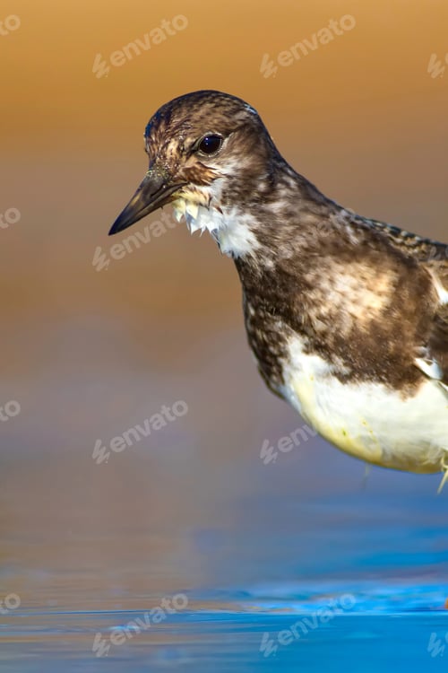 Preview: Cute Water Bird. Common Bird Ruddy Turnstone. Colorful Nature Background. Bird: Ruddy Turnstone