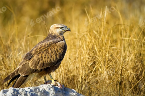 Preview: Bird Of Prey. Buzzard And Its Hunt Least Weasel. Yellow Nature Habitat Background. Bird: Long