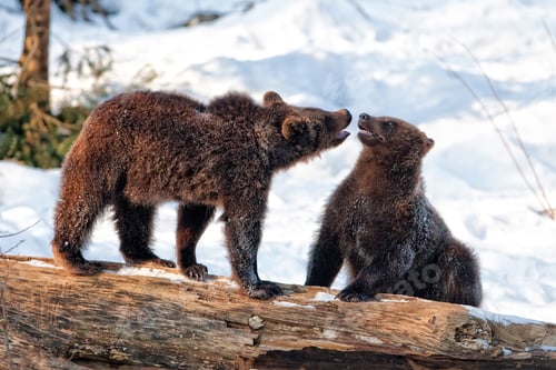 Preview: Young Brown Bears (Ursus Arctos) In The Snow