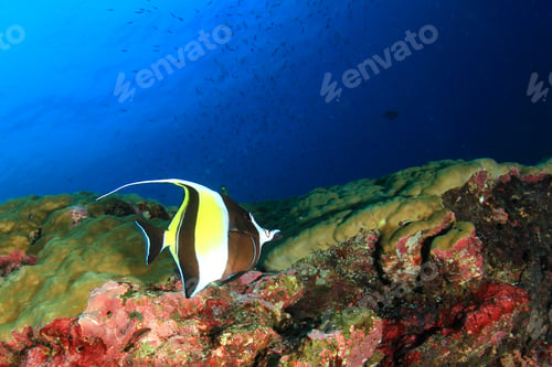 Preview: Coral And Fish Underwater In Ocean