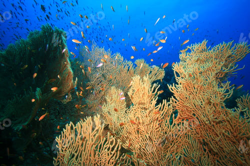 Preview: Gorgonian Fan Corals