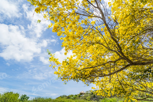 Preview: Yellow Kibrahacha Tree - Which Flowers For Just 1 - 3 Days Views Around The Caribbean Island Of