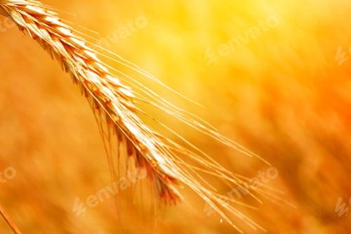 Preview: Blurred Background. Field. Spikelets Of Wheat On A Background Summer Landscape