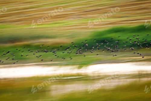 Preview: Flying Birds. Motion Blur Background. Colorful Nature Background.