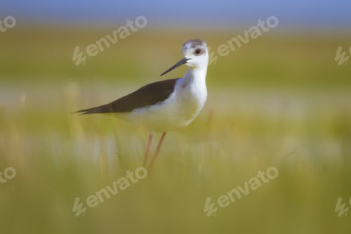 Preview: Black Winged Stilt. Himantopus Himantopus. Colorful Nature Background.