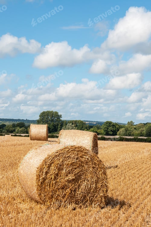 Preview: Straw Bales In A Summertime Field.