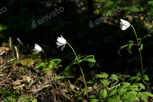 Preview: Tiny White Flowers Of Snowdrops Grow On A Shady Slope In The Underbrush In The Spring
