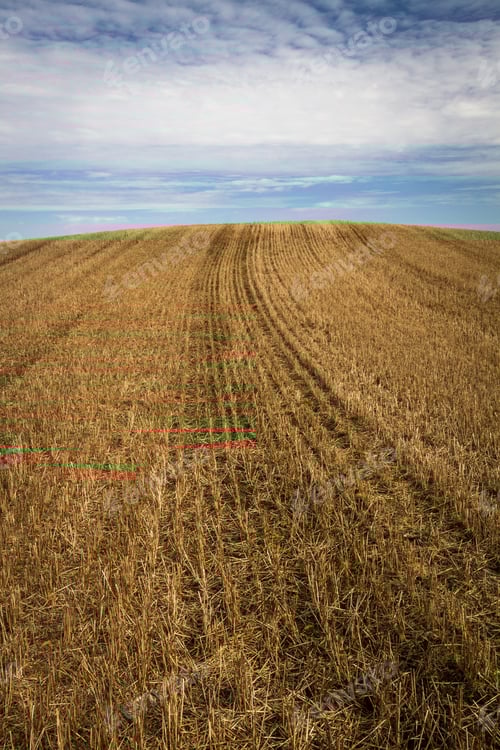 Processed Cereal Fields In Spring