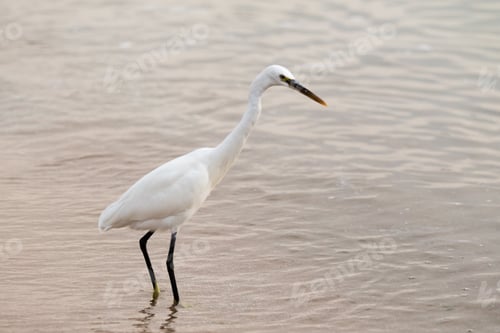 Preview: Great Egret (Ardea Alba)