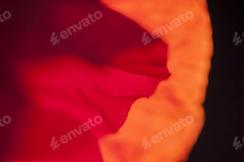 Preview: Abstract Composition With Poppy Petals
