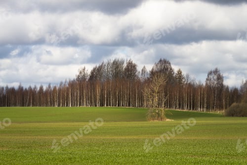 Preview: Processed Cereal Fields In Spring