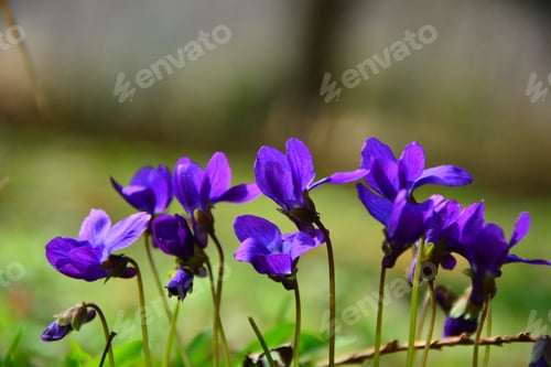 Preview: Violets Flowers Blooming In Spring Meadow