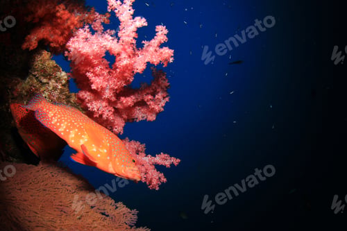 Preview: Coral Grouper Fish