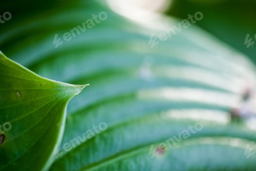 Preview: Green, Abstract Composition With Leaf Texture And Soft Focus