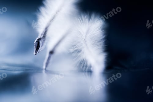 Preview: Abstract Composition With Dried Clematis Seeds And Light