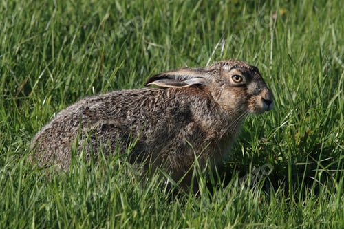 Preview: European Brown Hare (Lepus Europaeus)