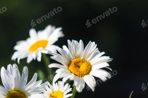 Preview: Blooming Camomile, Beautiful Nature Scene, Summer Background, Selective Focus