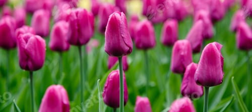 Preview: Purple Flower Of Tulip Sort Purple Prince. Hybrids Of Tulips - A Beautiful Spring Bulbs. Growing