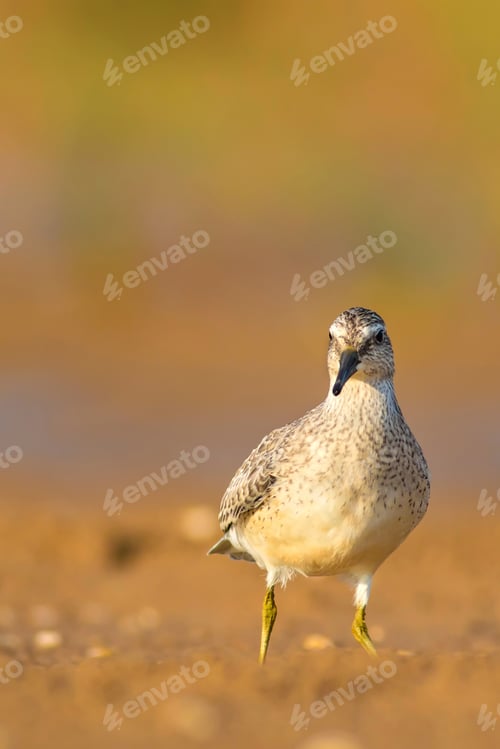 Preview: Water Bird. Natural Background. Bird: Red Knot. Calidris Canutus