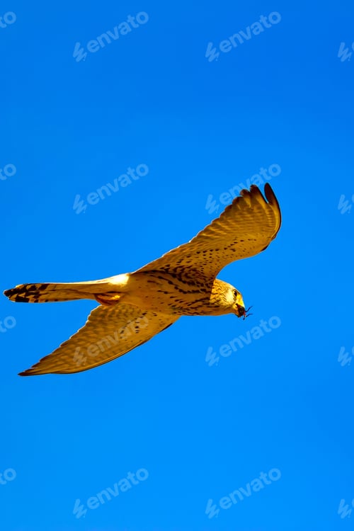 Preview: Flying Falcon With Hunt. Blue Sky Background. Bird: Lesser Kestrel. Falco Naumanni.