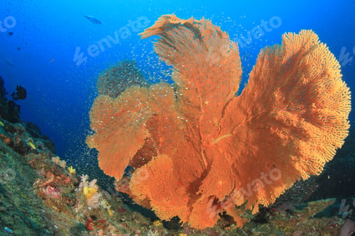Preview: Underwater Coral Reef With Fish In Indian Ocean, Thailand