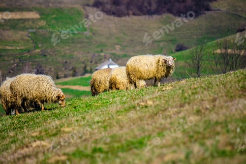 Preview: Rural Landscape With Flock Of Sheep On The Hillside Meadow In Carpathians