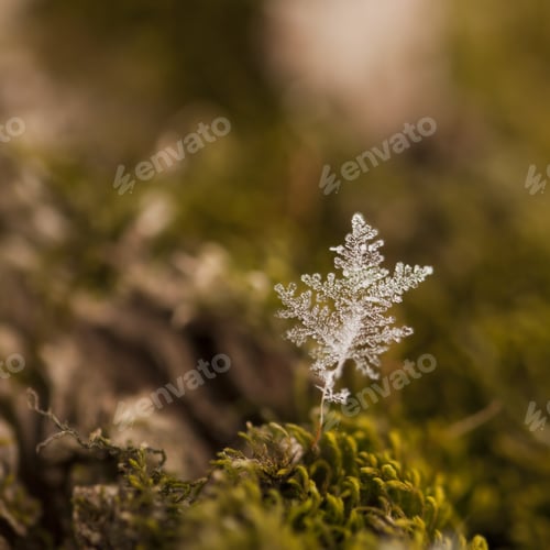 Preview: Snowflake