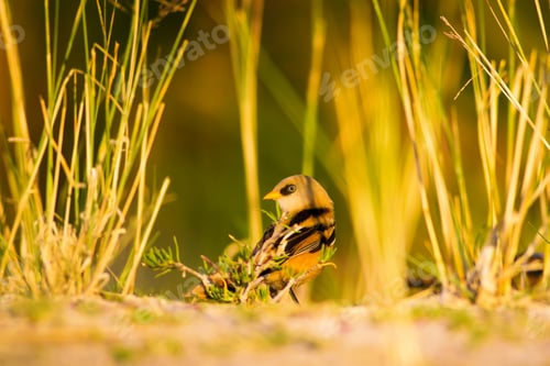 Preview: Cute Bird. Warm Colors Nature Background Bearded Reedling / Panurus Biarmicus