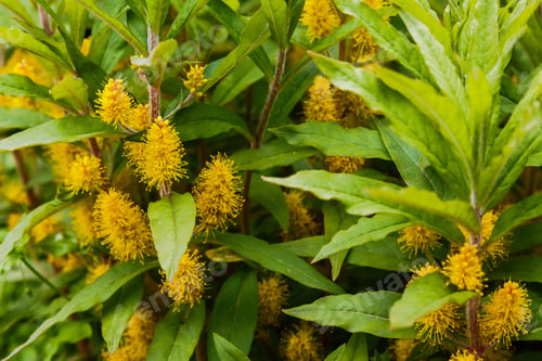 Preview: Naumburgia Thyrsiflora Is Perennial Herbaceous Plant; A Species Of Loosestrife (Lysimachia) Of The