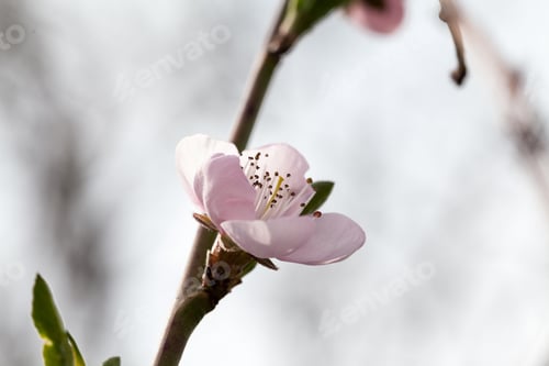 Preview: Peach Tree Beautiful Flowers