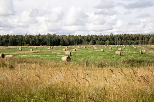 Preview: Rolls Of Hay In Green Field In Country