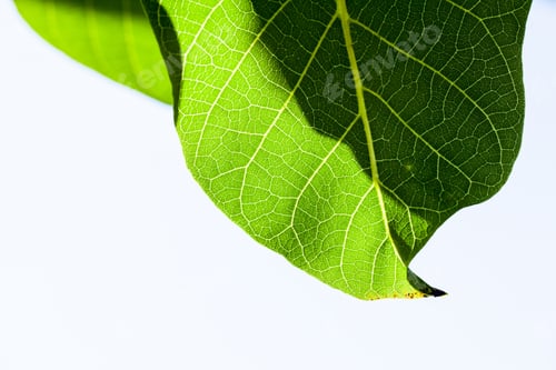 Preview: Green, Abstract Composition With Leaf Texture
