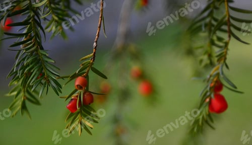 Preview: Ripe Red Cones Of A Yew Tree,Taxus Baccata English Yew Or European Yew Green Branches With Many Red