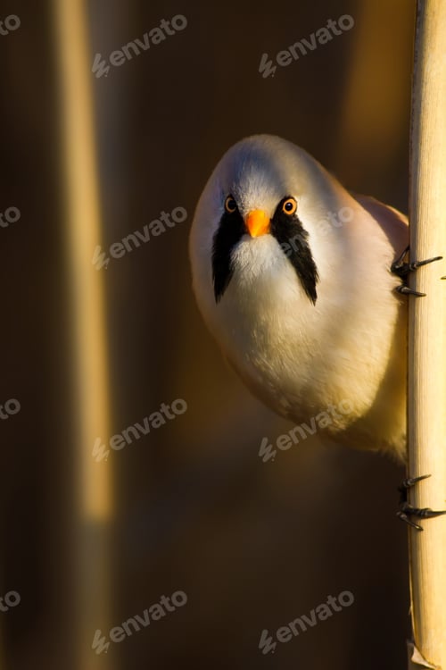 Preview: Funny, Bearded Bird. Nature Background.
