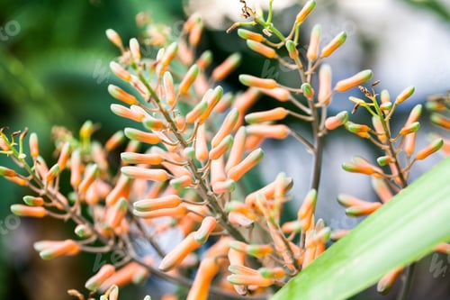 Preview: Aloe Vera Flower With Details