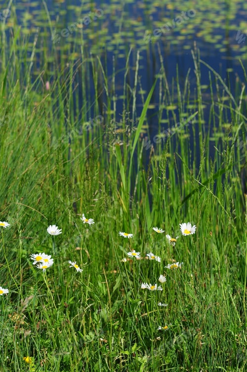 Preview: Daisy Flowers Blooming On The Lakeshore