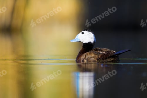 Preview: Cute Duck. Colorful Nature Background. Bird: White Headed Duck. Oxyura Leucocephala.