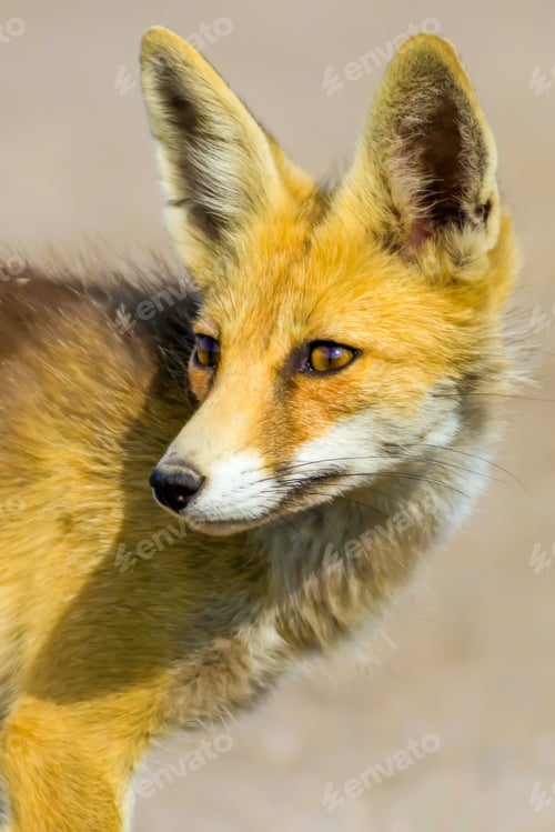Preview: Fox Portrait. Brown Nature Background. Animal: Red Fox. Vulpes Vulpes.