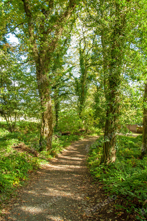 Preview: Lush Trees In The Woods.