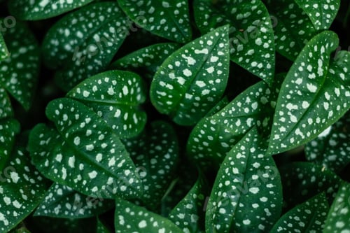 Preview: Green Background Of Leaves