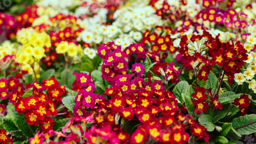 Preview: Colorful Primroses Flowers For Background. Primrose Primula Vulgaris Perennial Plant In Early