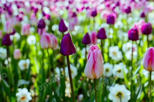 Preview: Beautiful Tulips And The Narcissus Flowers In The Spring Garden Or The Park. Ornamental Flowering
