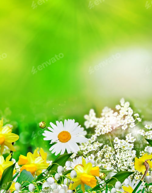 Preview: Summer Landscape. Wildflowers Daisies