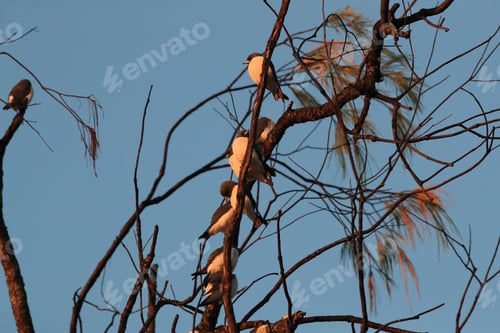 Preview: White-Breasted Woodswallow (Artamus Leucorynchus) Queensland ,Australia