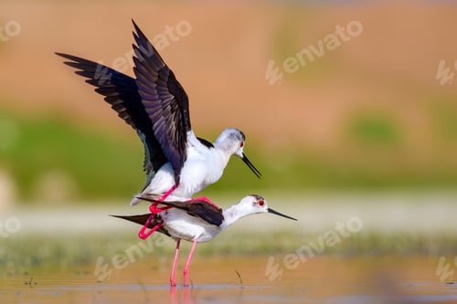 Preview: Cute Bird'S Mating. Common Water Birds. Bird; Black Winged Stilt. Himantopus Himantopus. Colorful