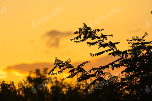 Preview: Branches Silhouetted Against an Orange Sunrise Sky