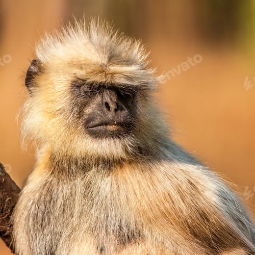 Preview: Gray Langur Also Known As Hanuman Langur In The Bandhavgarh National Park In India. Bandhavgarh Is