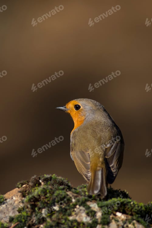 Preview: Cutw Litte Bird Robin. Dark Nature Background. Bird: European Robin. Erithacus Rubecula.