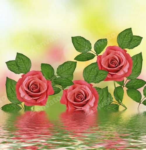Preview: The Buds Of Flowers Roses. Holiday Card. Floral Background Of Roses.