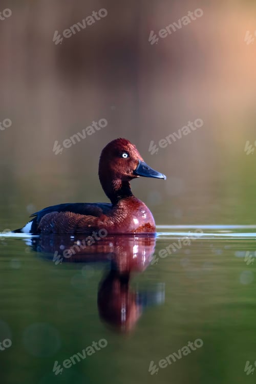 Preview: Swimming Duck. Natural Lake Habitat Background. Bird: Ferruginous Duck. Aythya Nyroca.